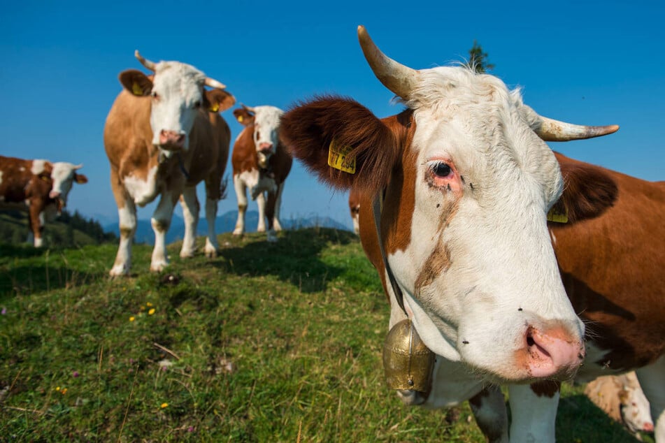 "Rinderwahnsinn" geht weiter: Schon mehr als 150 Tiere in Brandenburg geklaut