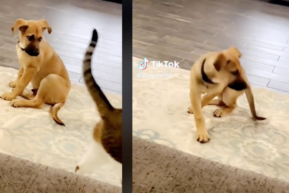 This puppy can't resist giving the cat's butt a sniff.