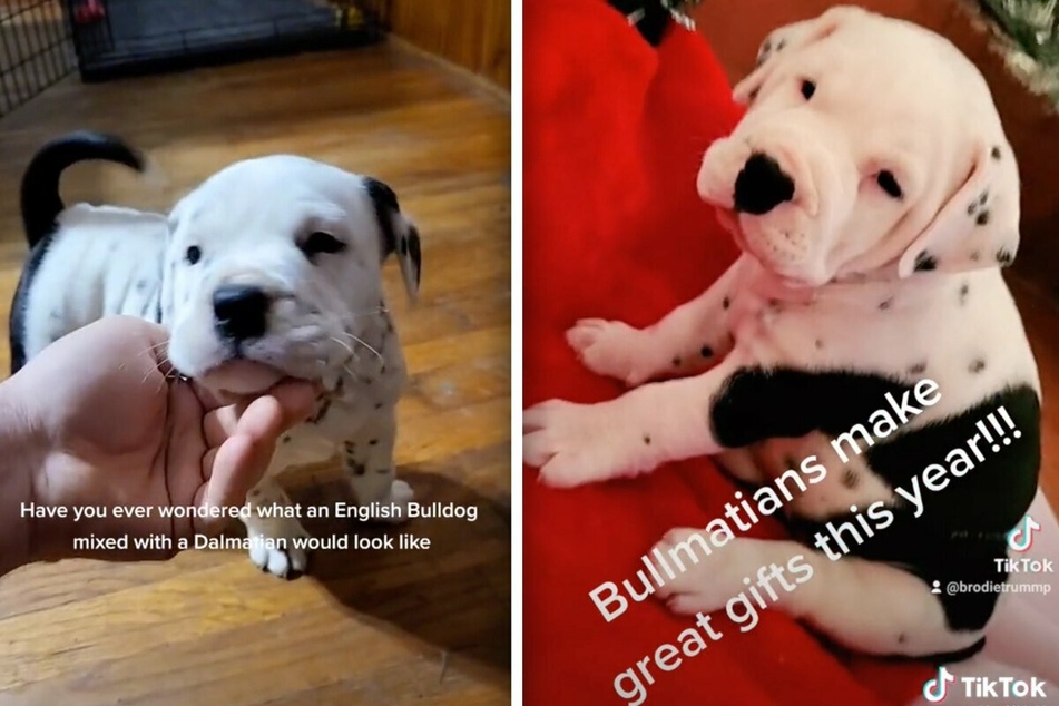 Brodie affectionately calls these little puppies "cute mongrels" in his viral TikTok videos.