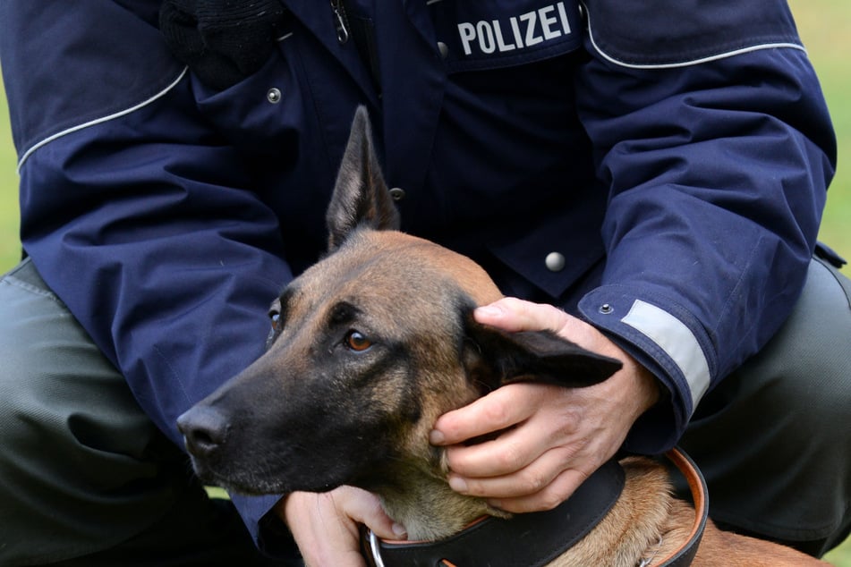 Spezielle Diensthunde der Polizei haben die Beamten bei der Suche nach Datenträgern in Oberbayern unterstützt. (Symbolbild)