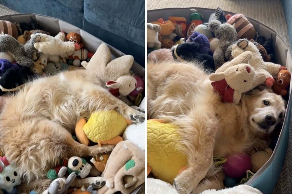 Dog adorably greets his stuffed animals after a vacation: "Rex missed his friends"