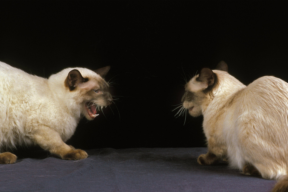 Emotional and opinionated, the Balinese cat is one of the loudest in the world.