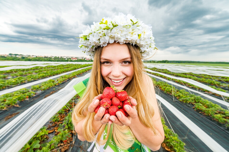 Die sächsische Blütenkönigin Helena (22) durfte am Mittwoch beim Start in die Erdbeersaison nicht fehlen. Sie isst die "Früchtchen", die botanisch gesehen eigentlich Nüsse sind, am Liebsten "pur und frisch".