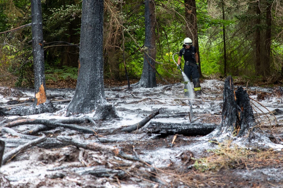 Besonderheit bei Waldbrand macht stutzig: Polizeiliche Ermittlungen aufgenommen
