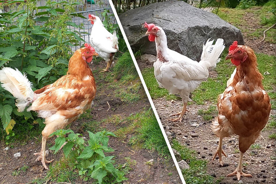 Aus Legebatterie gerettet: Almut und Berta lernen endlich das wahre Hühnerleben kennen