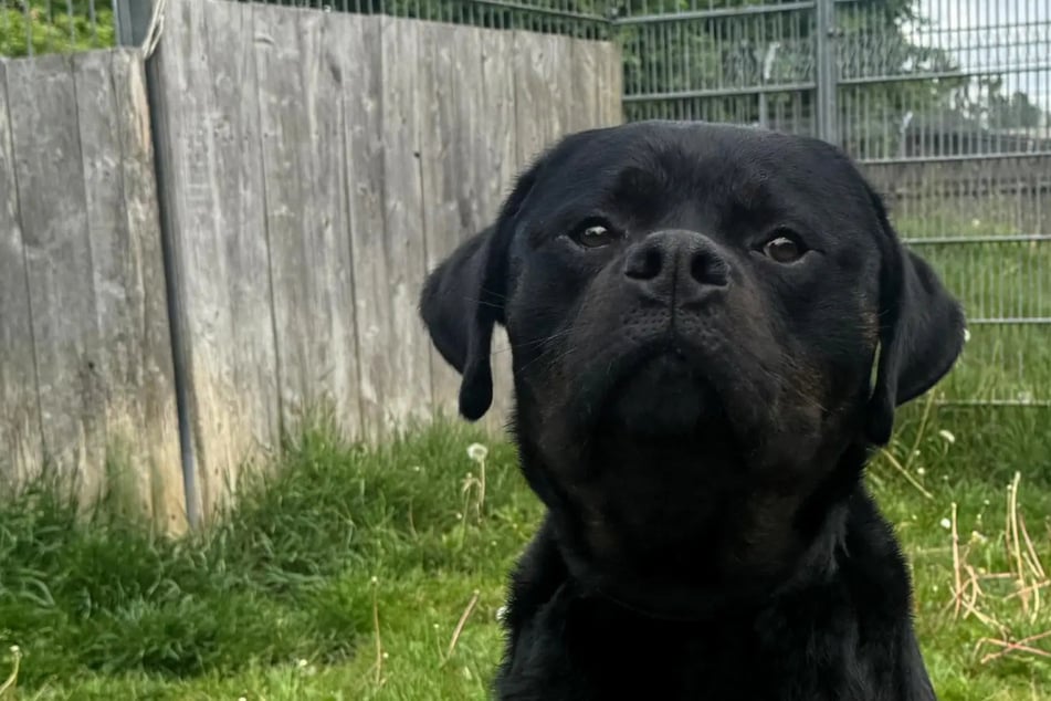 Sir Wedel ist ein sanfter Riese: Wer gibt dem Hund eine Chance?