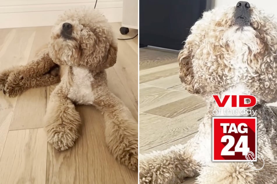viral videos: Viral Video of the Day for July 7, 2025: Golden doodle steals the show with operatic duet!