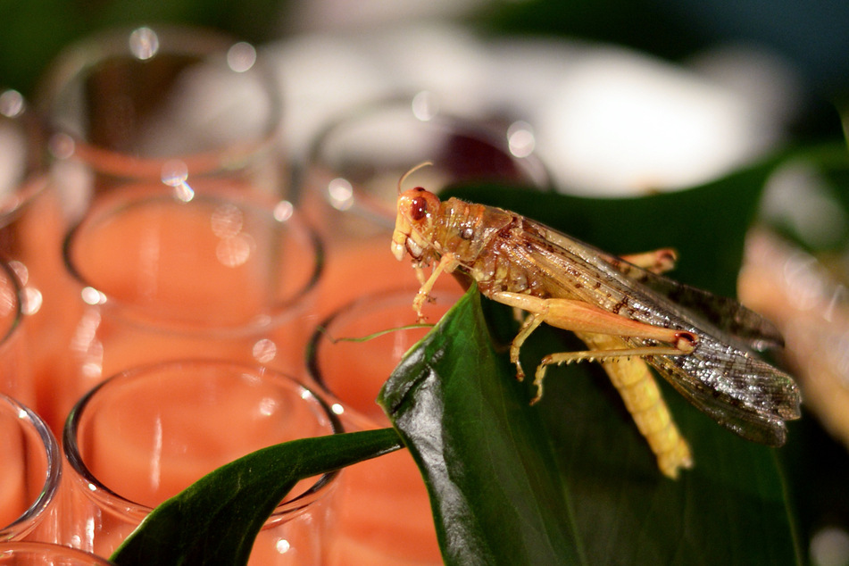 Party nach Dschungelcamp-Art: Insekten-Verzehr für Gratis-Cocktail