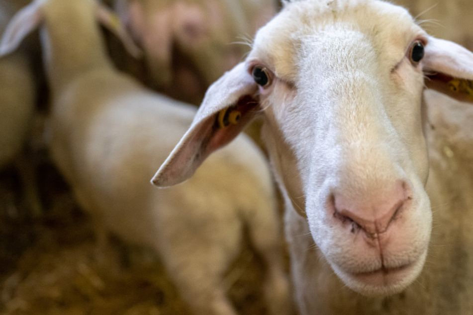 Blauzungenkrankheit bei Schaf in NRW bestätigt - Gefahr für Bevölkerung?