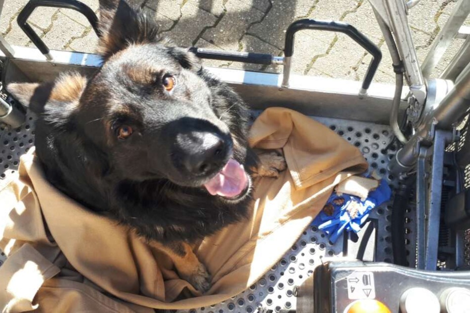 Daraufhin konnte der Hund vom Sonnenschutz gerettet werden.