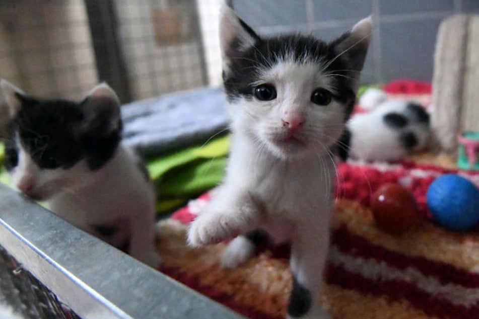 Vor allem zwischen Juni und August gibt es viel Katzennachwuchs.