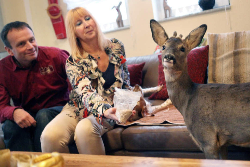 Noch ein paar Monate darf "Bambi" bei seinen Zieheltern bleiben.