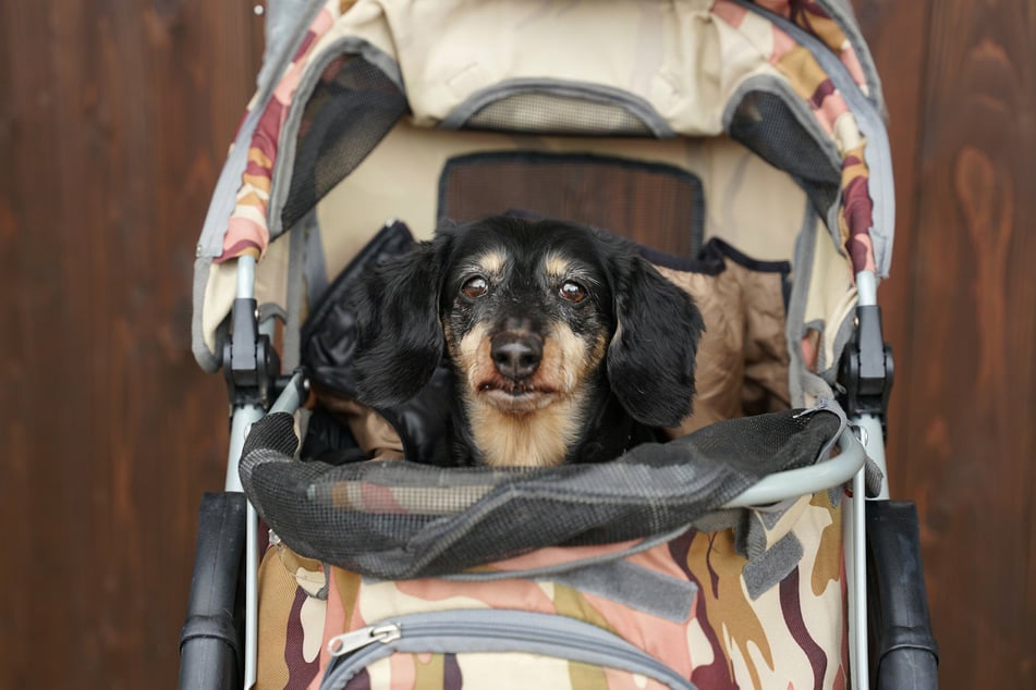 As your dog gets older, they may need to a dog stroller to get around.