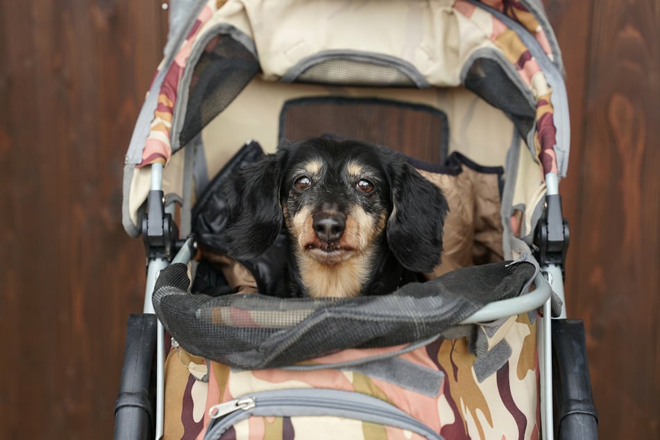 Von Vorteil für jeden Hundehalter ist es, sich frühzeitig mit dem Thema "alter Hund" auseinanderzusetzen und entsprechende Vorkehrungen zu treffen.