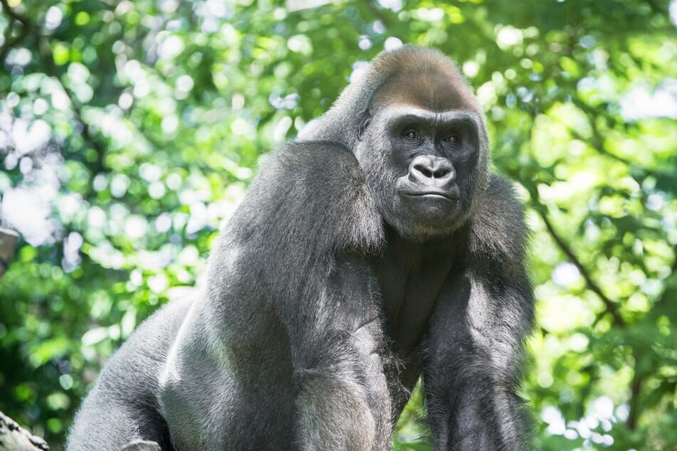 Wer ist der größte Affe der Welt? Gorilla oder Orang-Utan?