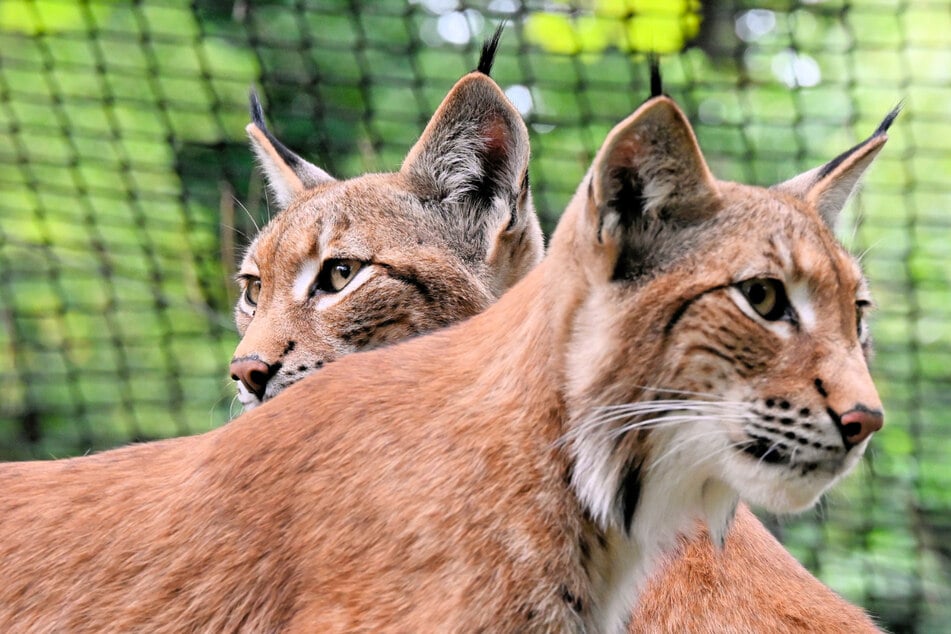 Sehr fotogen: Aus Malou und Ilvy sind zwei hübsche Luchsdamen geworden.