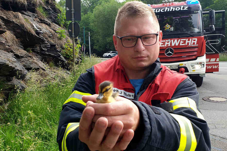 Geschafft: Die Feuerwehr rettete die Küken aus dem Gully.