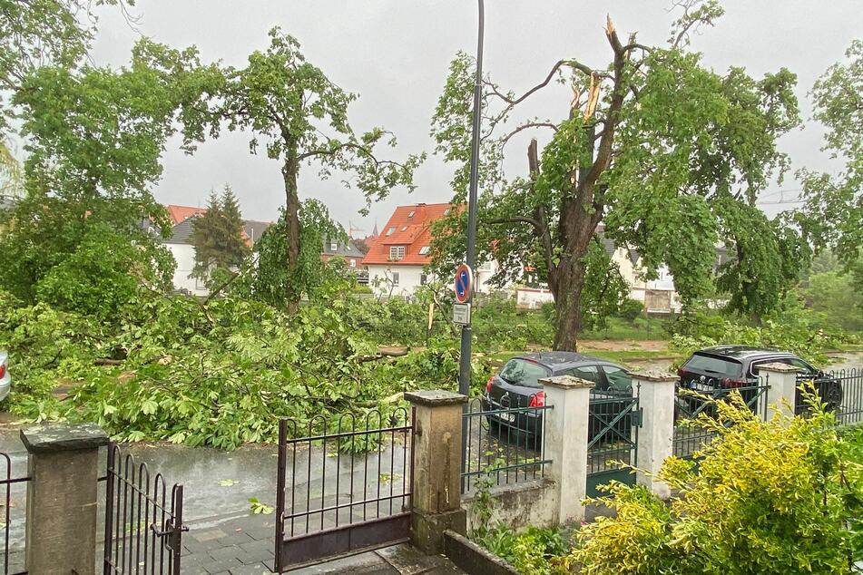 Umgestürzte Bäume nach einem mutmaßlichen Tornado in Lippstadt.