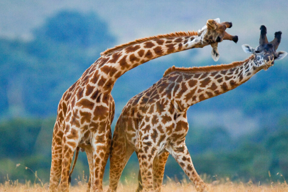 Schon gewusst? Die Zunge einer Giraffe kann bis zu 50 Zentimeter lang werden.