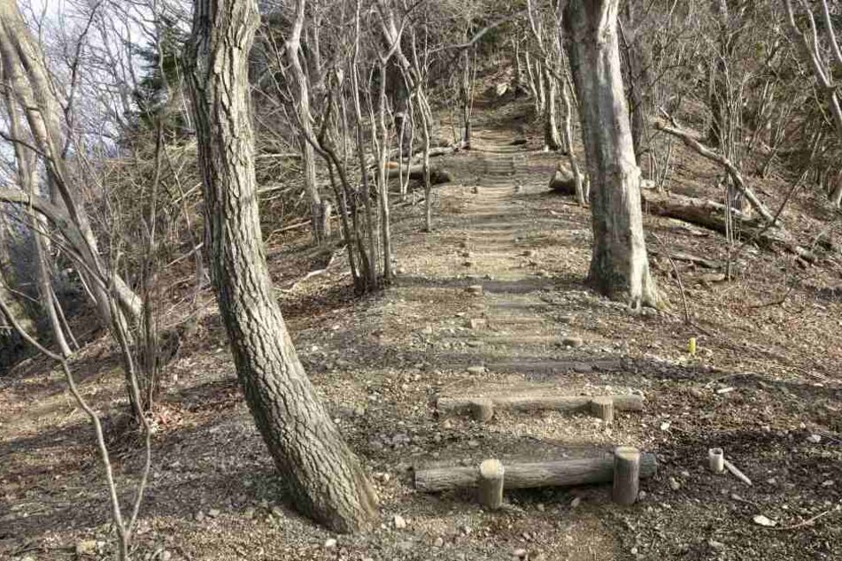 Am Samstag wurde in einem Wald bei Naumburg eine männliche Leiche entdeckt. (Symbolbild)