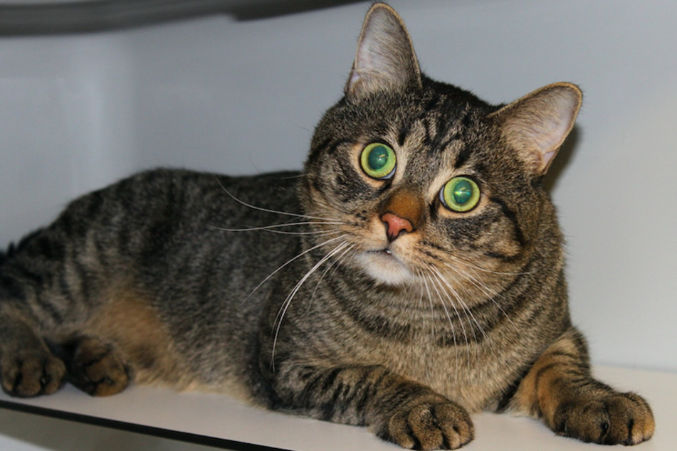 Kater Wallace sucht erfahrene Tierfreunde mit einem Händchen für scheue Miezen.