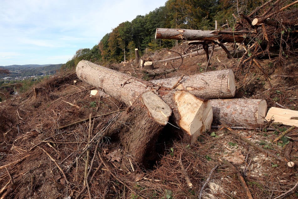 Gefällte Stämme von Borkenkäfern befallener Fichten liegen an einem Hang. Viele Pilzgebiete sind dieses Jahr nicht mehr da, weil die Wälder verschwinden.