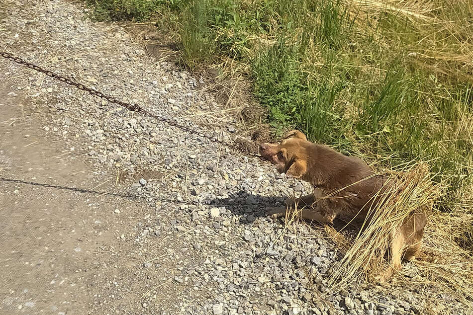 Der Täter zerrte den kleinen Hund erst an einer Eisenkette hinter sich her. Als das Tier bewusstlos zusammenbrach, versuchte er, es mit Wasser zu wecken.