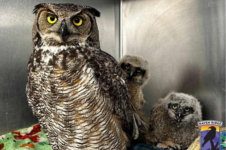 Das erste Küken war vom neuen "Geschwisterchen" zunächst nicht ganz begeistert.