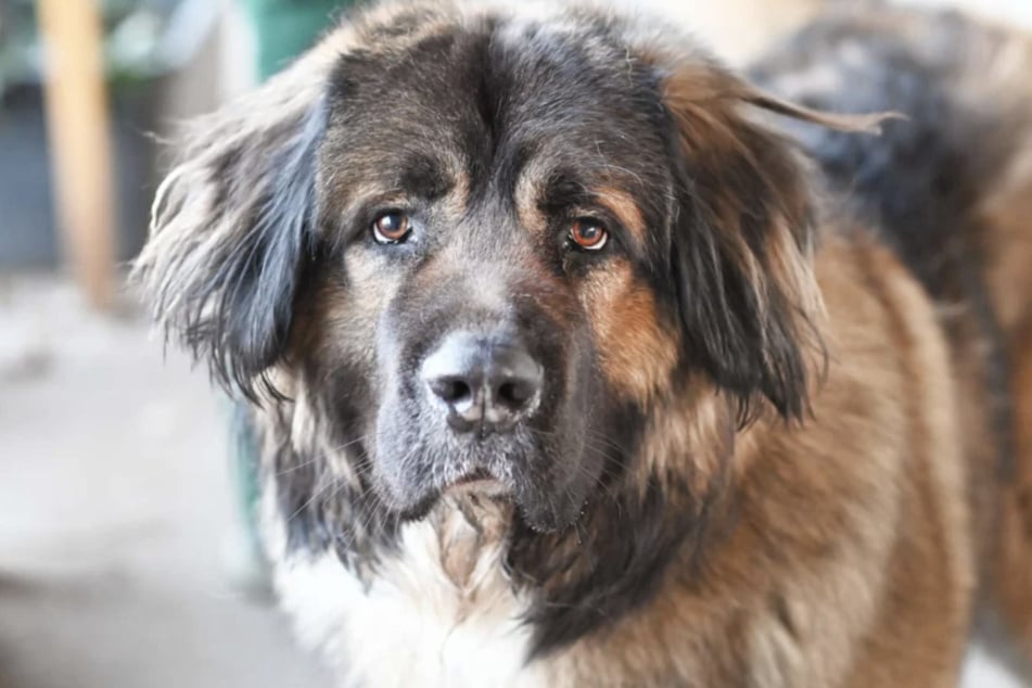 Kaukasen-Schäferhund-Mix Douglas (2) lebt aktuell im Berliner Tierheim.