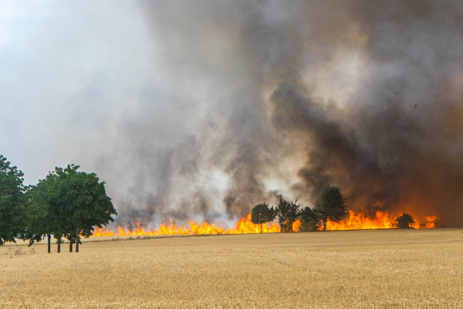 Feuer zerstört Getreidefeld: Bundesstraße in Sachsen-Anhalt teilweise gesperrt