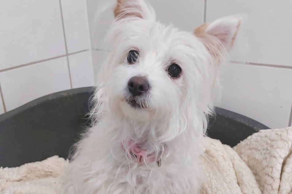 Terrier-Mix-Hündin Lana ist seit Anfang März 2026 im Hamburger Franziskus-Tierheim untergebracht.