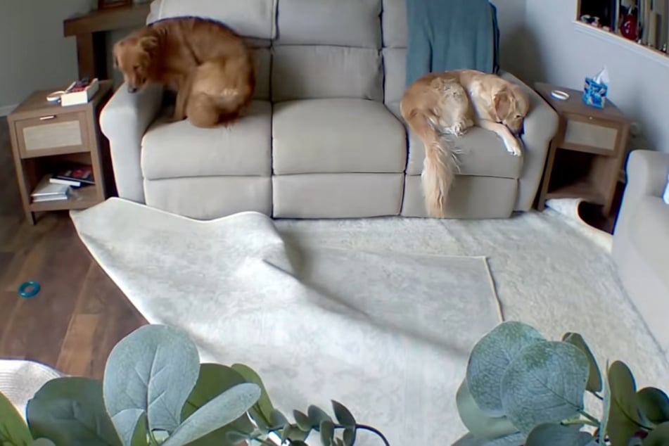 Während Berkley ihren Kopf im Sofa vergräbt, gesellt sich Finn zu ihr, nachdem er endgültig aufgegeben hat.