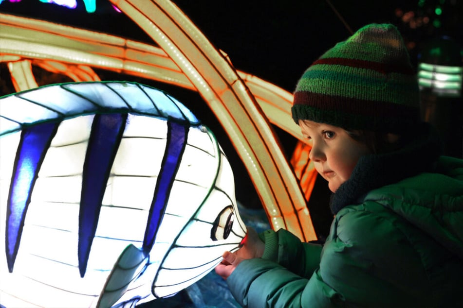 Lassen kleine Entdeckeraugen leuchten: Die Magischen Lichterwelten im Zoologischen Garten in Halle (Saale).