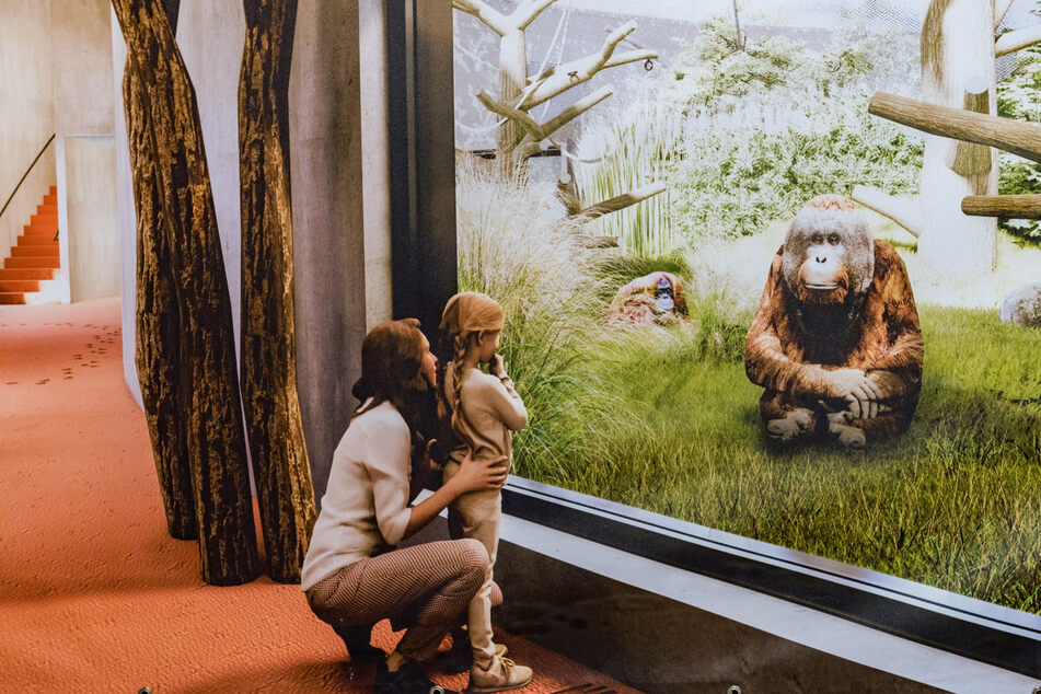 Die Orang-Utans können in Zukunft von den Besuchern von außen auf ihrer innen liegenden Außenanlage beobachtet werden.