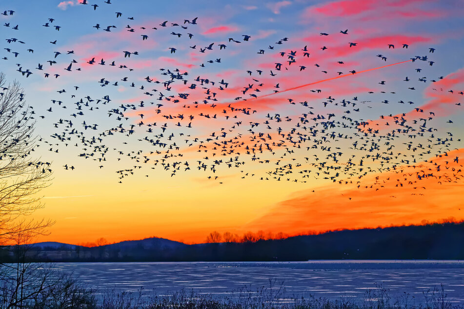 Snow geese flying over a frozen lake in Lancaster County, Pennsylvania.