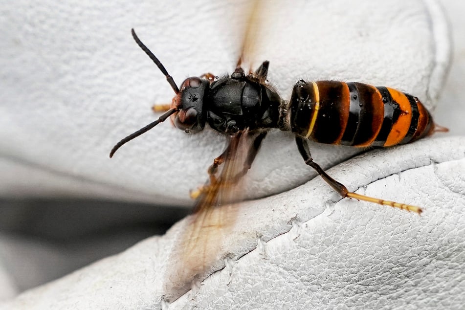 Sie tötet im Flug: Killer-Hornisse breitet sich aus - das macht ihren Stich so gefährlich!