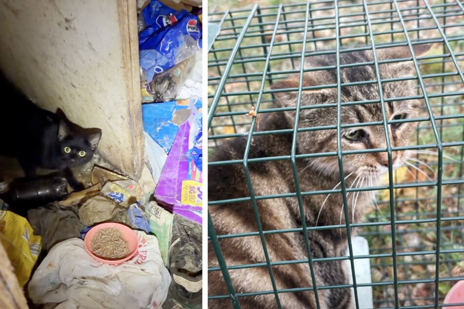 Mittendrin: Dutzende Katzen und Jungtiere, die etwa ein Jahr lang auf sich allein gestellt waren.