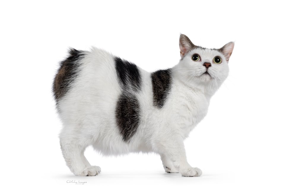 Among the many short-legged cats in the world, the Manx is one of the best.
