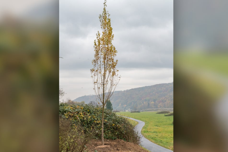 Diese Schwarz-Pappel markiert als Ortsbegrüßungsbaum die Grenze zwischen Coswig und Meißen.