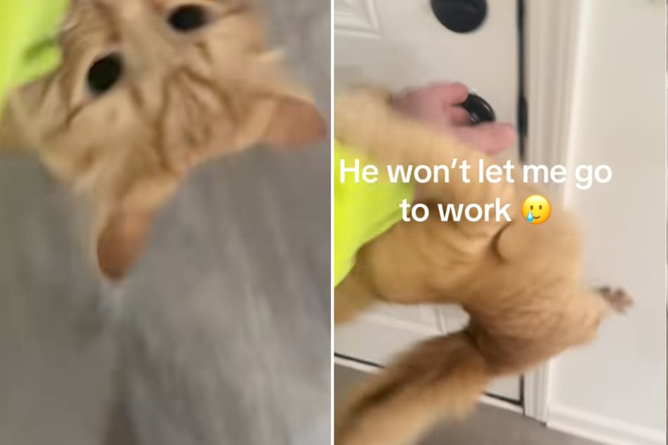 Mann will zur Arbeit gehen: Orange Katze hat aber anderen Plan