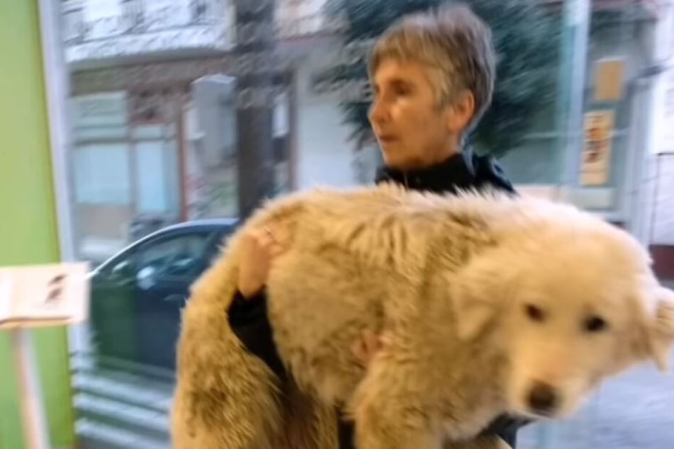 Die Frauen von "DAR Animal Rescue" griffen ein.