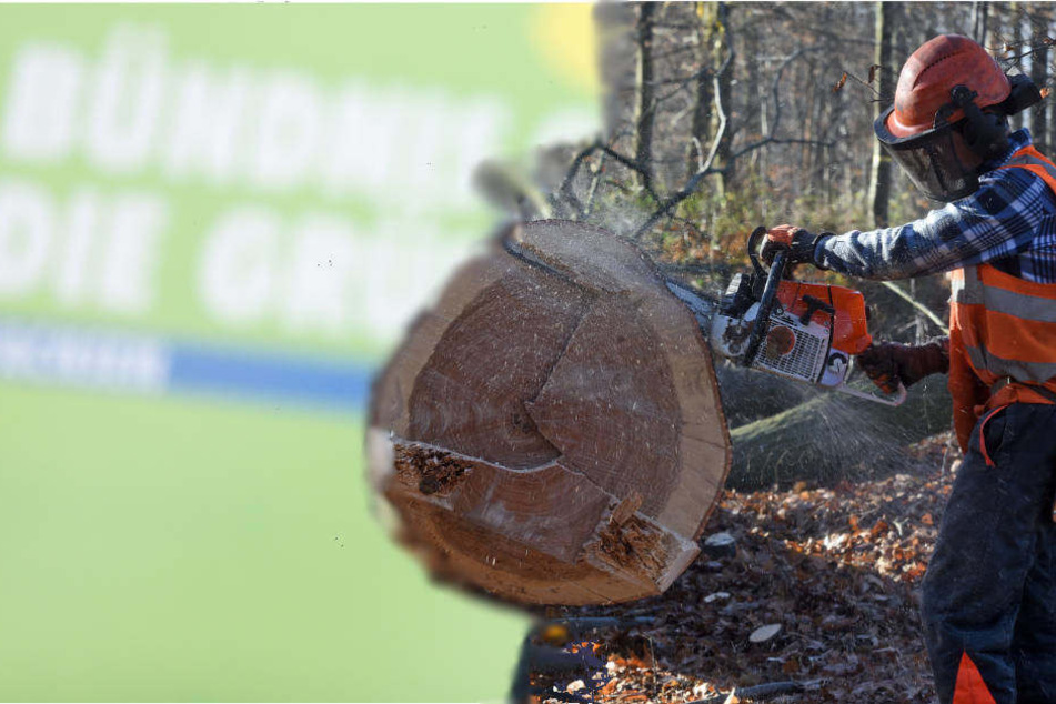 RWE plant, ab Oktober mehr als die Hälfte des Restbestands der Bäume im Hambacher Wald abzuholzen.