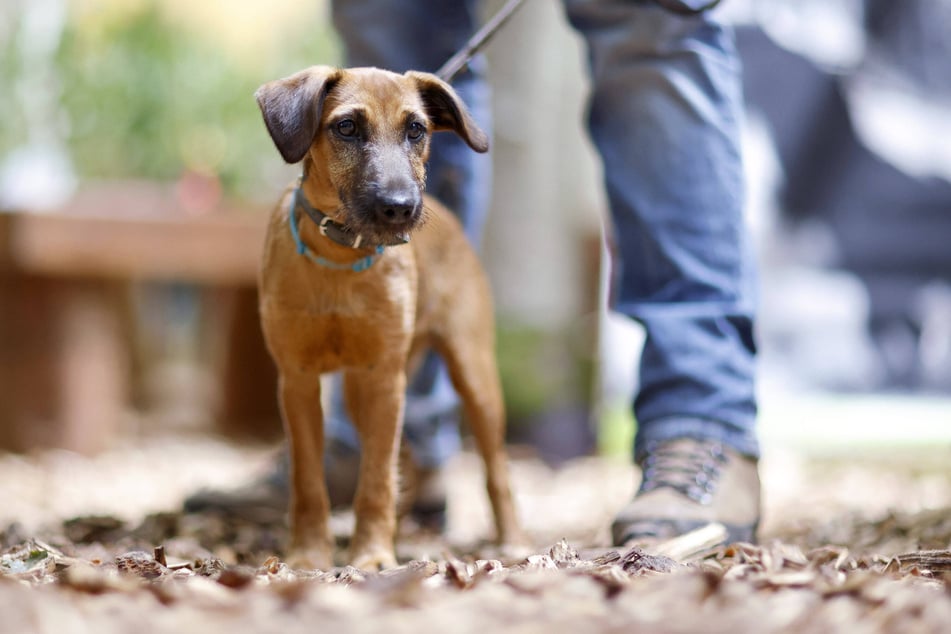 Wer mit seinem Vierbeiner Gassi geht und keine Hundemarke hat, für den kann es teuer werden.
