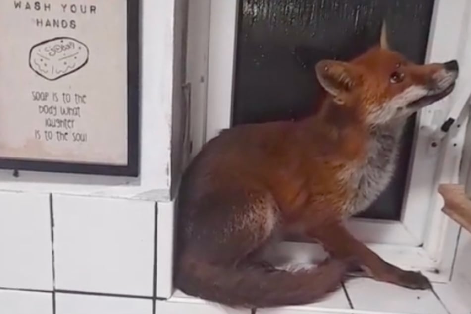 Fuchs bricht nachts in Wohnung ein: Als die Bewohner ihn entdecken, wird es wild