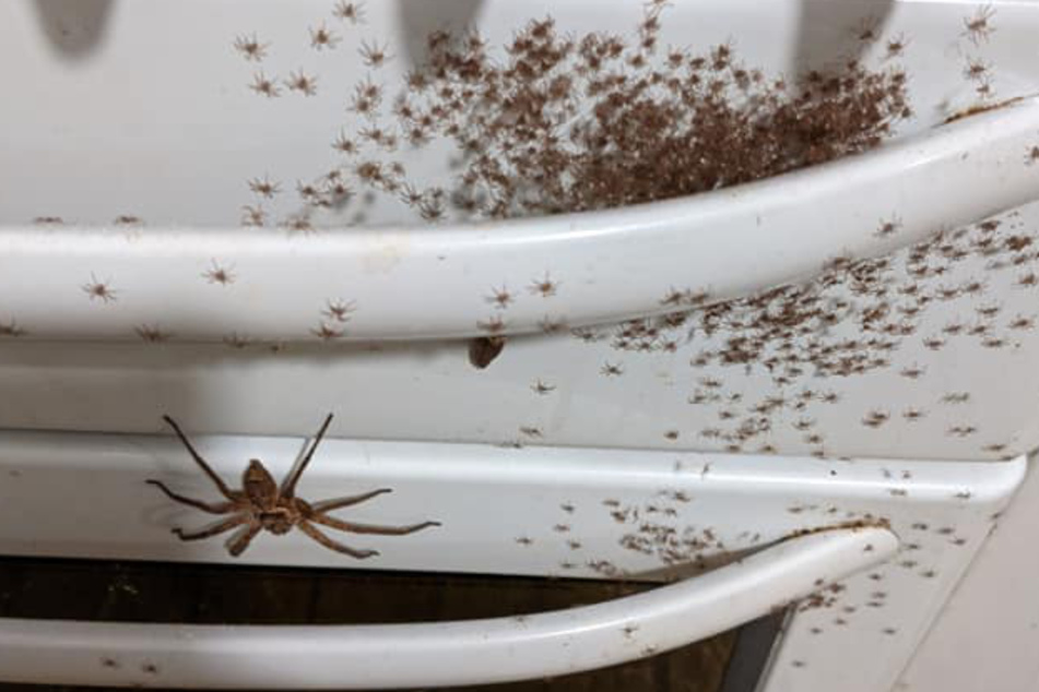 The homeowners hope that the creepy-crawlies will disappear on their own.