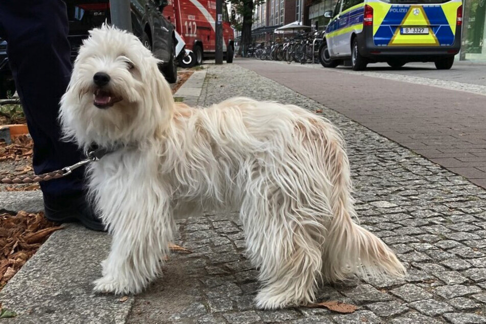 Dieser süße Hund wurde von der Feuerwehr aus einem stickigen Auto in Berlin-Pankow gerettet.