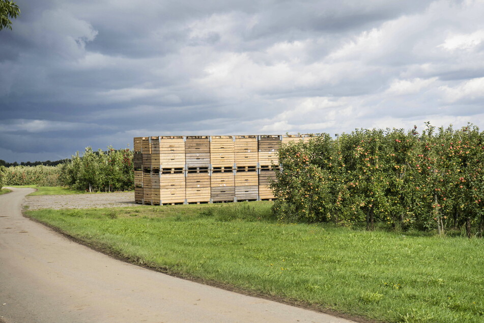 Boxen voller Äpfel entlang der Plantagen sind dieses Jahr wohl eher eine Rarität.