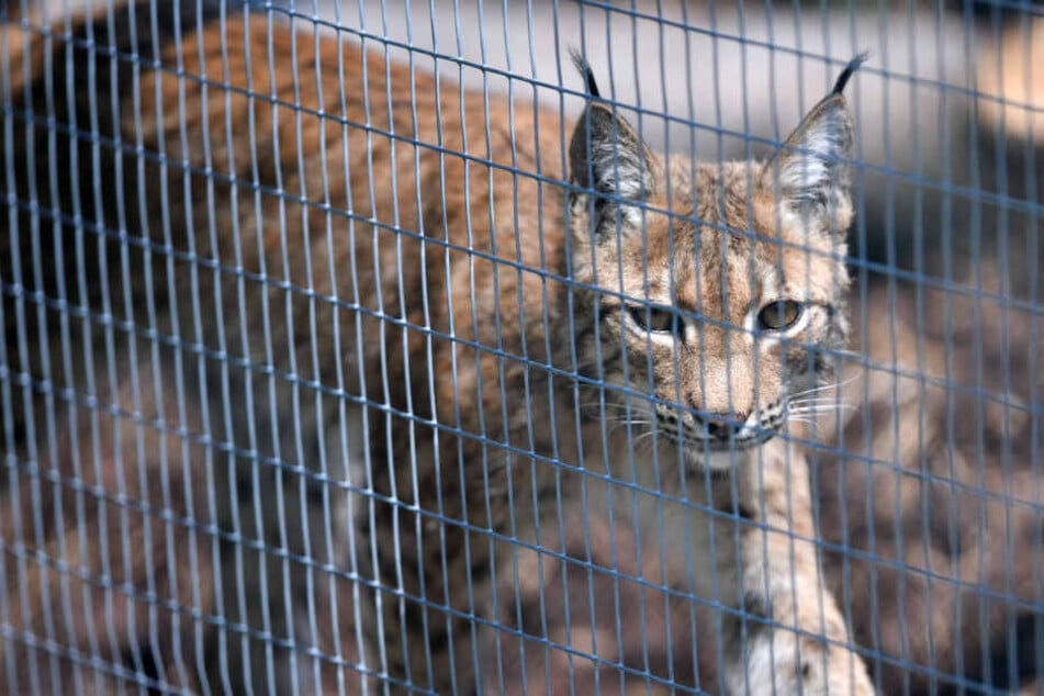 "Kaja" kann man ab Ende Juli im Wildkatzendorf beobachten.