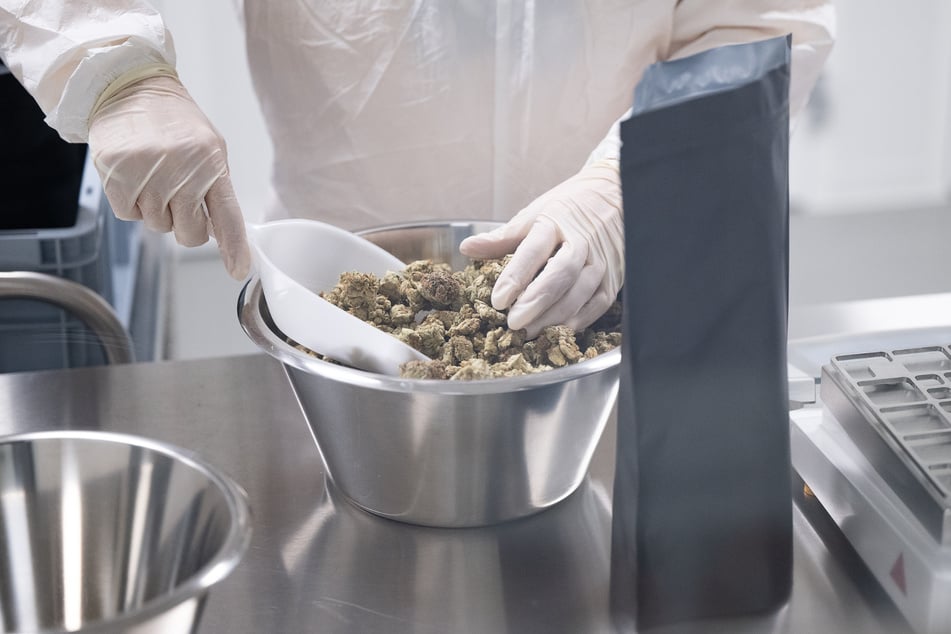 Im südhessischen Mörfelden-Walldorf bereiten sich die Mitarbeiter des Cannabis-Händlers Cansativa bereits fleißig auf eine mögliche Legalisierung vor.