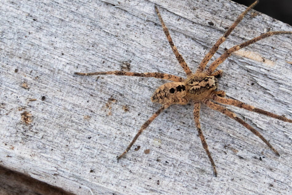 Groß und haarig: Diese ausländische Jagd-Spinne macht sich in Deutschland breit!
